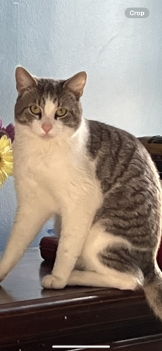 Lost Male Cat last seen Northshore/Candlewick ests, Panama City, FL 32405