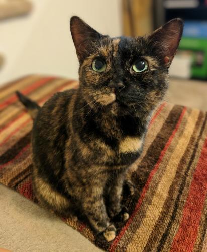 Lost Female Cat last seen Near Ridgeview Commons Dr, 28269, Charlotte, NC 28269