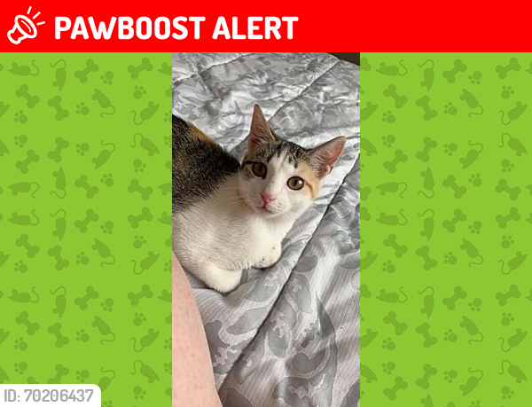 Lost Female Cat last seen Millikin rd. Near liberty fairfield, Liberty Township, OH 45011