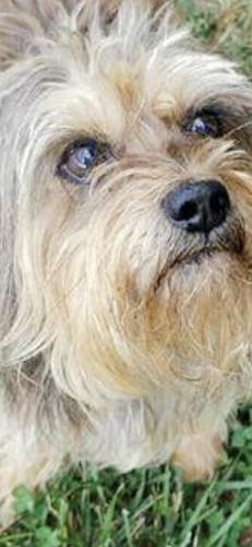 Lost Male Dog last seen Near Summer Road ( Edneyville), Hendersonville, NC 28792