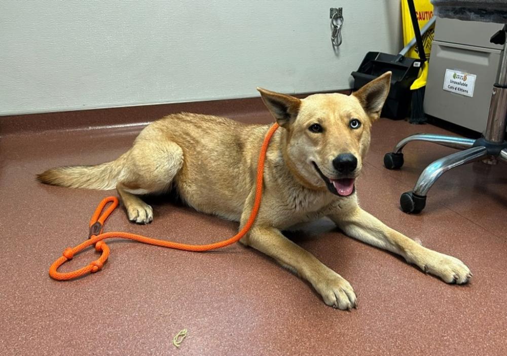 Shelter Stray Female Dog last seen Hesperian Boulevard, SAN LEANDRO, CA, 94578, Oakland, CA 94621