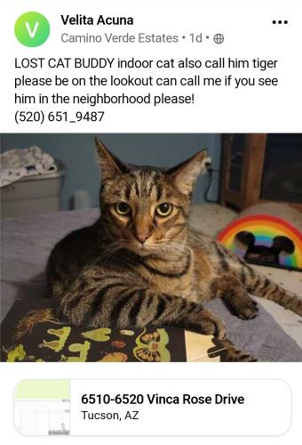Lost Male Cat last seen Camino verde ests, Tucson, AZ 85757