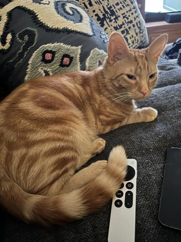 Lost Male Cat last seen Lincoln street, Camp Hill pa, Camp Hill, PA 17011