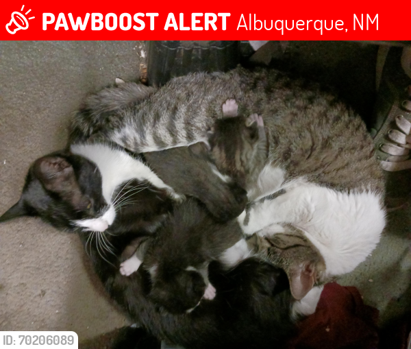 Lost Male Cat last seen Central and Palomas, Albuquerque, NM 87108