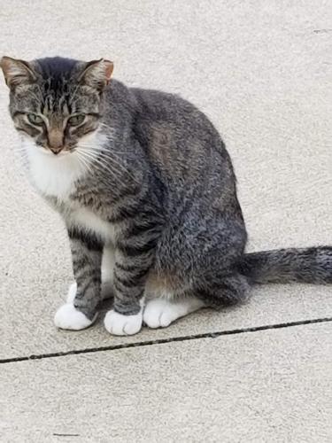 Lost Male Cat last seen Northside of Maiden Lane, Erie, PA 16504