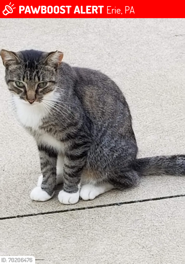 Lost Male Cat last seen Northside of Maiden Lane, Erie, PA 16504