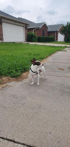 Found/Stray Male Dog last seen Brookbriar Ct and Southeast Parkway, Arlington, TX 76018