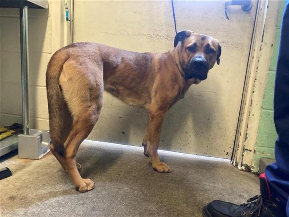 Shelter Stray Female Dog last seen FREEPORT BLVD & FLORIN RD, Sacramento, CA 95818
