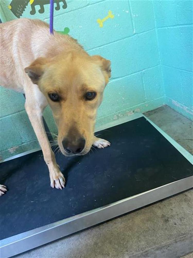 Shelter Stray Male Dog last seen ALDER AVE & 37TH AVE, Sacramento, CA 95818