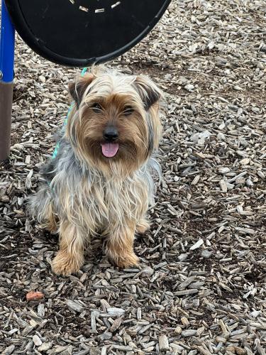 Lost Male Dog last seen Last seen at my hse , Arlington, TX 76018