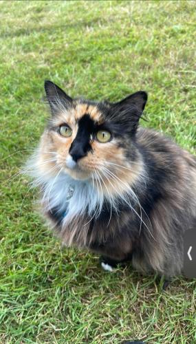 Lost Female Cat last seen N and Main auburn , Auburn, WA 98002