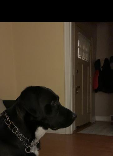 Lost Male Dog last seen Near W Melrose st, Chicago, IL 60634