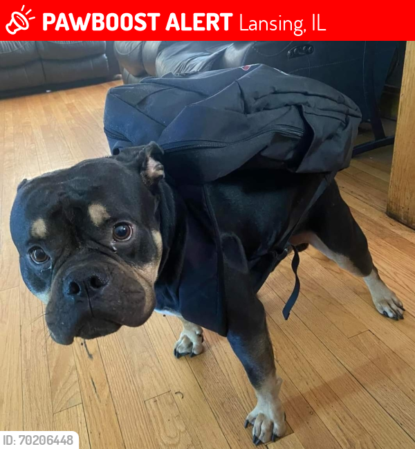 Lost Male Dog last seen Wentworth , Lansing, IL 60438