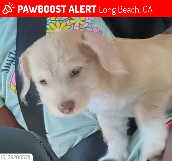 Lost Female Dog last seen Sante Fe and Pacific Coast Hwy, Long Beach, CA 90810