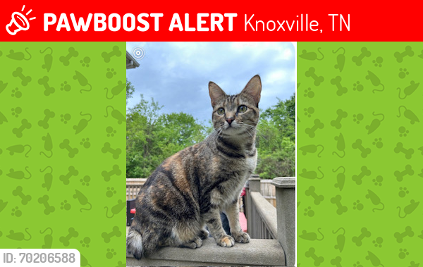 Lost Female Cat last seen Brierley and Cain, Knoxville, TN 37921