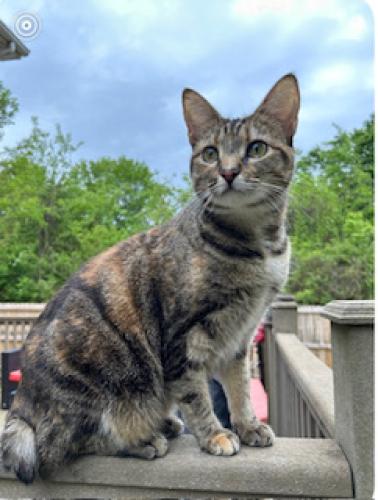 Lost Female Cat last seen Brierley and Cain, Knoxville, TN 37921