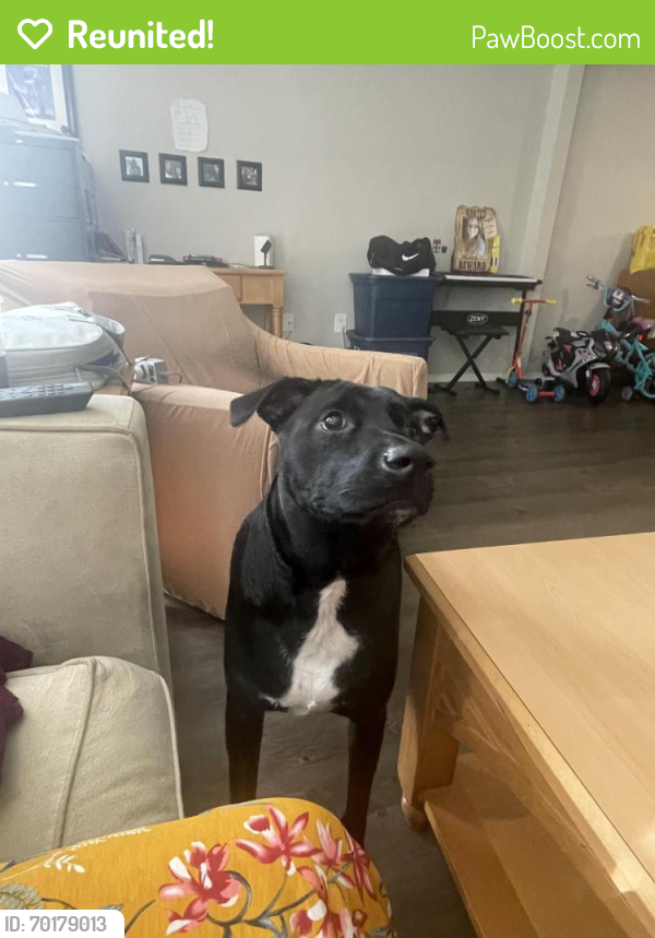 Reunited Male Dog last seen The Coast Townhomes, Collier County, FL 34116