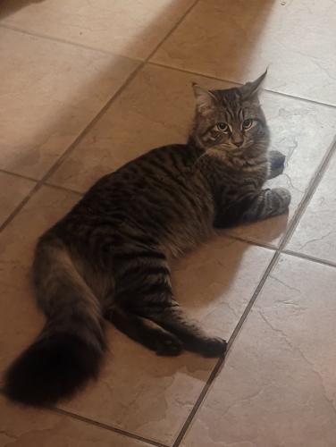 Lost Female Cat last seen West Cypress Avenue and Akers area, Visalia, CA 93277