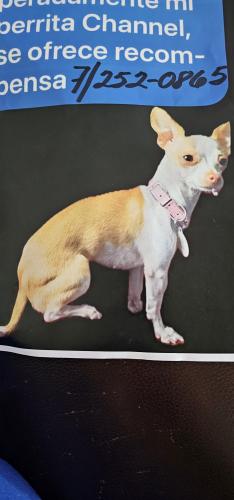 Lost Female Dog last seen West 43 street between 1st and 2nd , Hialeah, FL 33012