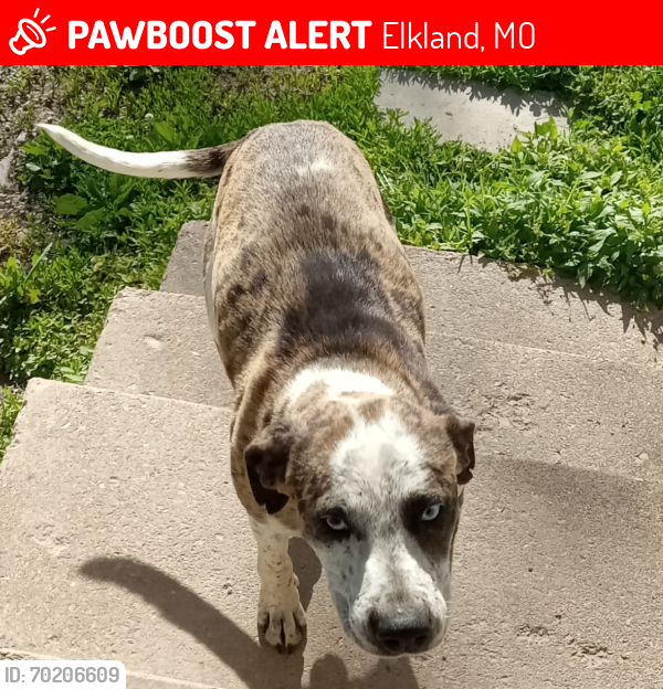 Lost Male Dog last seen Near state highway EE Elkland,Mo., Elkland, MO 65644