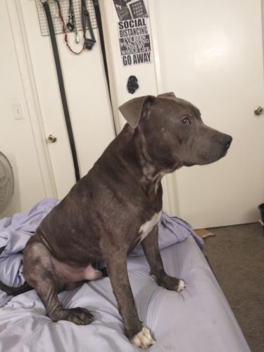 Lost Male Dog last seen 35th Ave and Thunderbird rd, Phoenix, AZ 85053