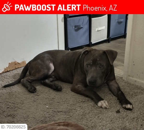 Lost Male Dog last seen W Thunderbird Rd & 35 ave, Phoenix, AZ 85029
