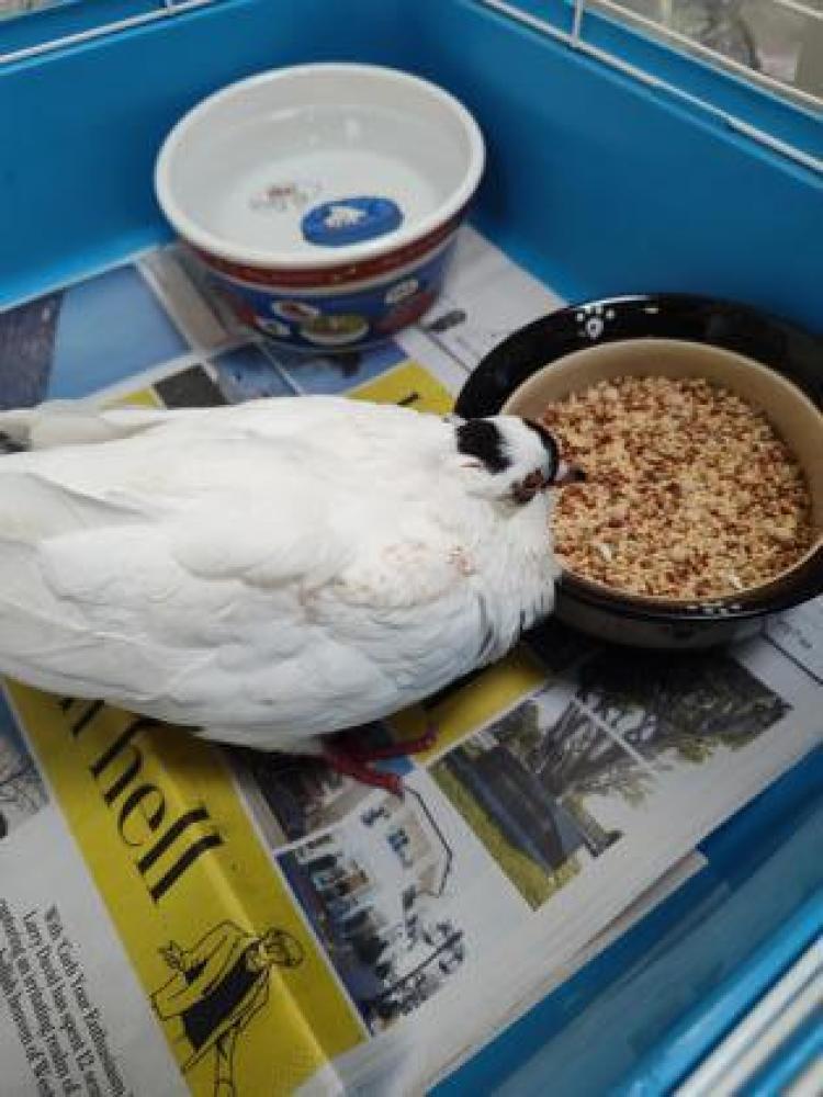 Shelter Stray Unknown Pigeon last seen Fairfax, VA 22030, 11349 Aristotle Dr, Fairfax County, VA, Fairfax, VA 22032