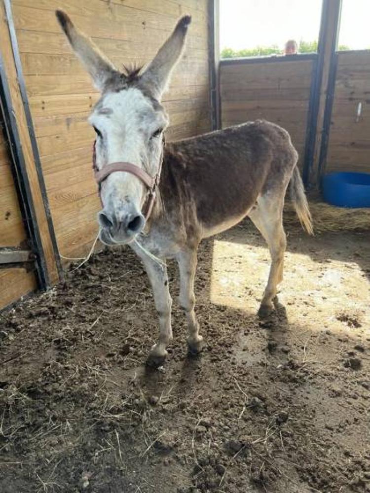 Shelter Stray Male Donkey last seen Near BENTLY DR, 70714, LA, Baton Rouge, LA 70820