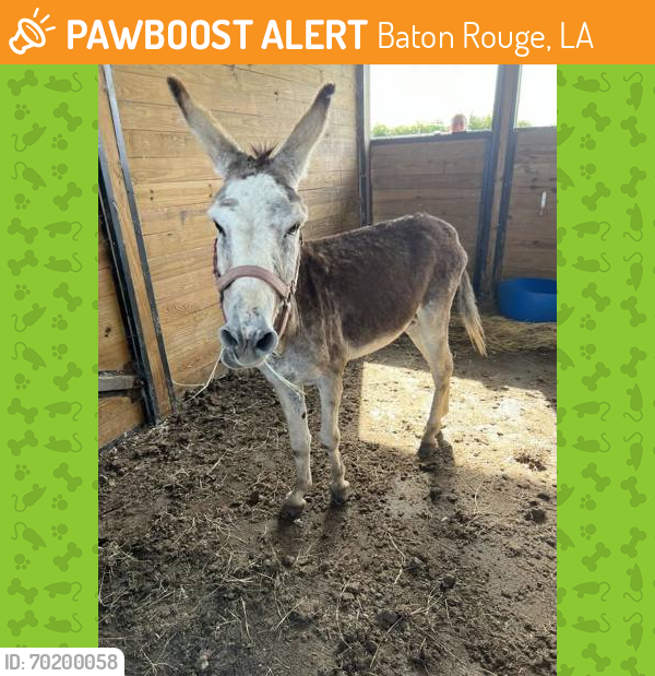 Shelter Stray Male Donkey last seen Near BENTLY DR, 70714, LA, Baton Rouge, LA 70820