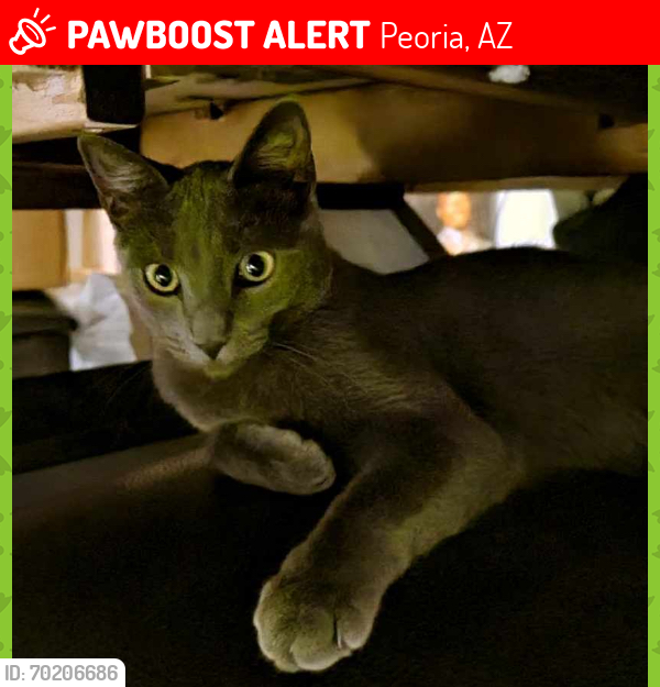 Lost Male Cat last seen Near , Peoria, AZ 85345