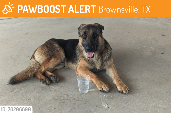 Found/Stray Male Dog last seen Sports Park Brownsville , Brownsville, TX 78526