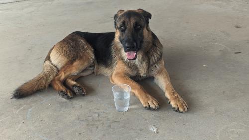 Found/Stray Male Dog last seen Sports Park Brownsville , Brownsville, TX 78526