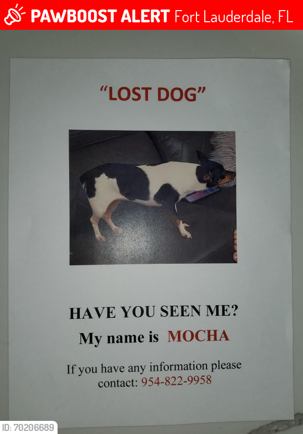 Lost Female Dog last seen Near sw 34 Ave fort lauderdale Florida , Fort Lauderdale, FL 33312