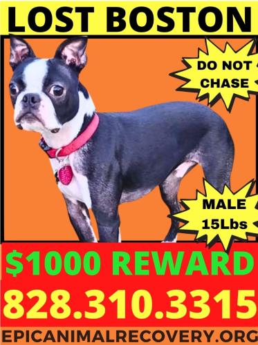 Lost Male Dog last seen E Independence Blvd & Sam Newell Rd near the Cracker Barrel and Boston Market, Matthews, NC 28105