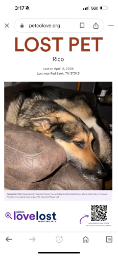 Lost Male Dog last seen Delashmitt and Ely, Gadd Rd. , Chattanooga, TN 37343