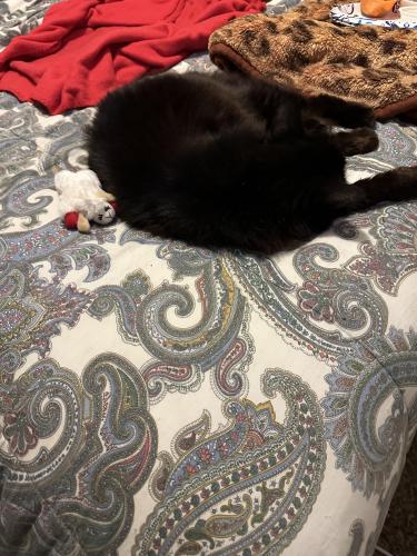 Lost Female Cat last seen State St and Lanning, Redding, CA 96001