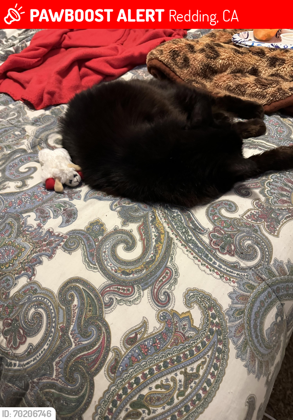 Lost Female Cat last seen State St and Lanning, Redding, CA 96001