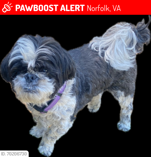 Lost Male Dog last seen  Norfolk VA 23505, Norfolk, VA 23505