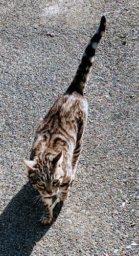 Lost Male Cat last seen Shake Ridge Rd, Sutter Creek, CA 95685