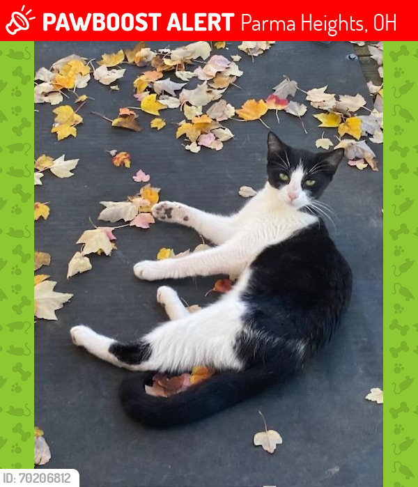 Lost Female Cat last seen Pearl Rd & Orchard Blvd, Parma Heights, OH 44130