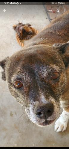 Lost Male Dog last seen Buena Vista, Hemet, CA 92543
