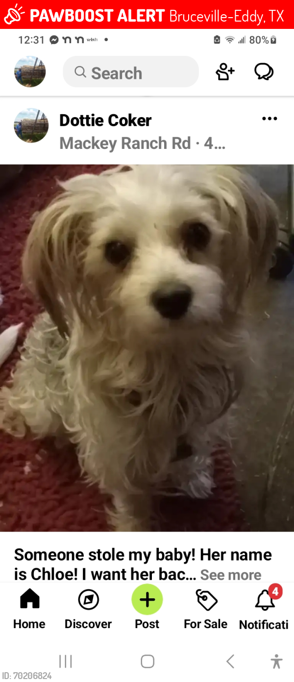 Lost Female Dog last seen Hwy 107 , Bruceville-Eddy, TX 76524