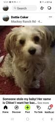 Lost Female Dog last seen Hwy 107 , Bruceville-Eddy, TX 76524