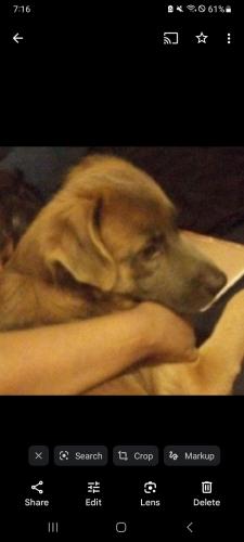Lost Male Dog last seen Cleveland Heights, Cleveland Heights, OH 44121
