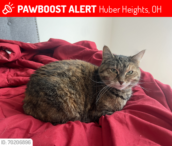 Lost Female Cat last seen Near Cooley Lane, Huber Heights, OH 45424
