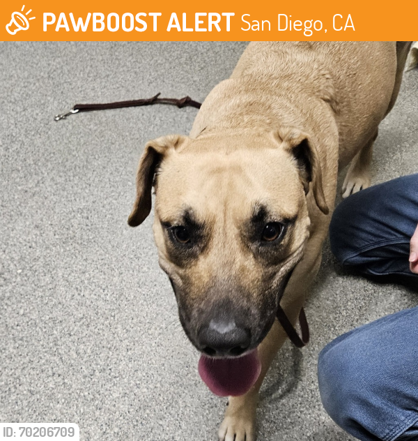 Shelter Stray Female Dog last seen El Norte Parkway, Escondido, CA, 92027, San Diego, CA 92110