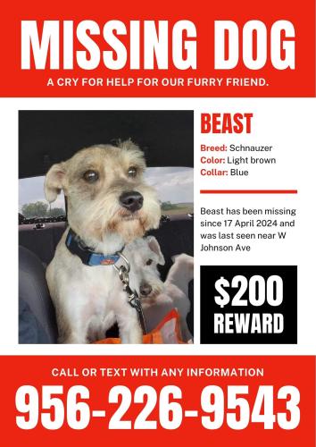 Lost Male Dog last seen Harlingen tx, Harlingen, TX 78550