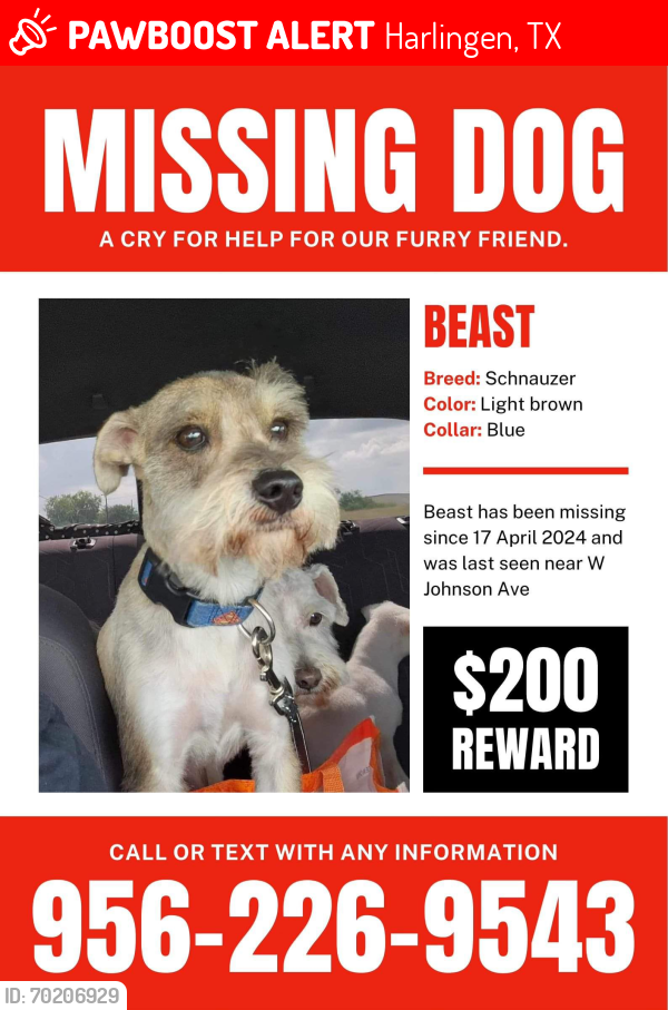 Lost Male Dog last seen Harlingen tx, Harlingen, TX 78550