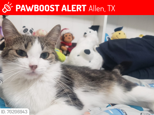 Lost Female Cat last seen Reid farm, Allen, TX 75002