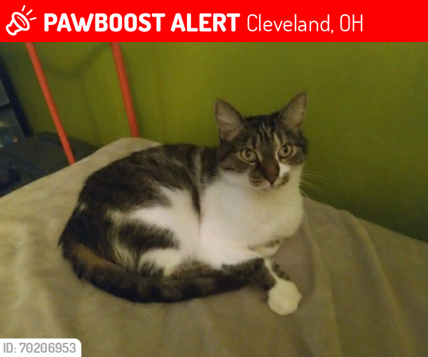 Lost Female Cat last seen 38th and Newark , Cleveland, OH 44109